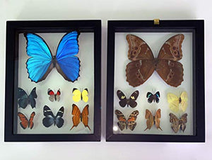 Framed Taxidermy Blue Morpho Butterfly