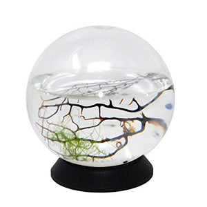 EcoSphere Closed Aquatic Ecosystem, Small Sphere, with Turntable Base