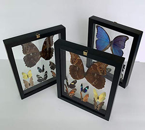 Framed Taxidermy Blue Morpho Butterfly