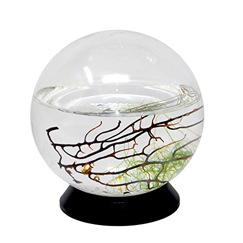 EcoSphere Closed Aquatic Ecosystem, Small Sphere, with Turntable Base