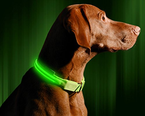 See why this LED Dog Collar is blowing up on TikTok.   #TikTokMadeMeBuyIt 