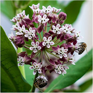 Milkweed Seed Collection