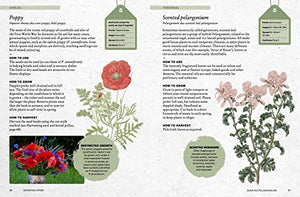 The Kew Gardener's Guide to Growing Herbs