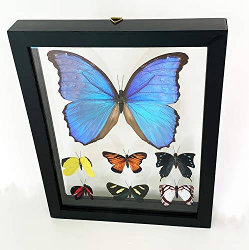Framed Taxidermy Blue Morpho Butterfly