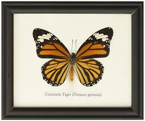 Framed Taxidermy Common Tiger Butterfly