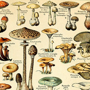 Meishe Art Vintage Poster Print Mushrooms Champignons Identification Reference Chart Diagram Illustration Botanical Educational Wall Decor