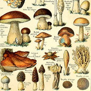 Meishe Art Vintage Poster Print Mushrooms Champignons Identification Reference Chart Diagram Illustration Botanical Educational Wall Decor